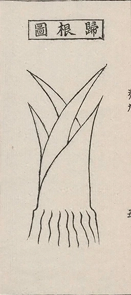 插图