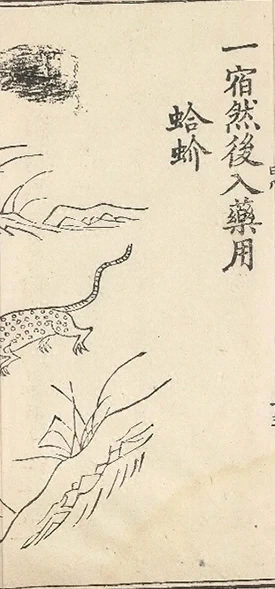 插图