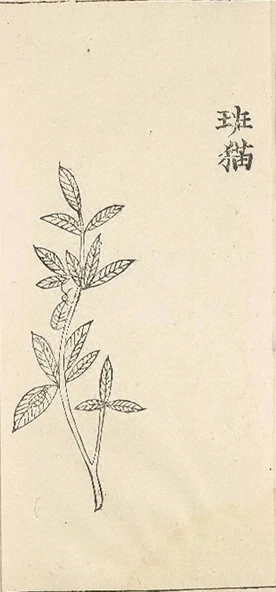 插图