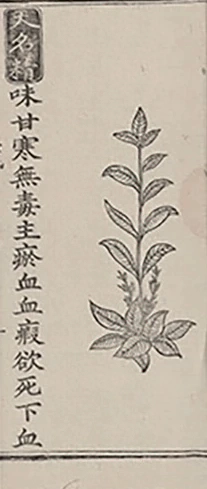 插图