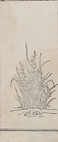 插图