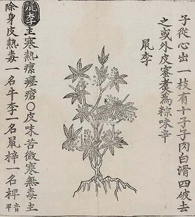 插图