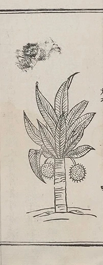 插图
