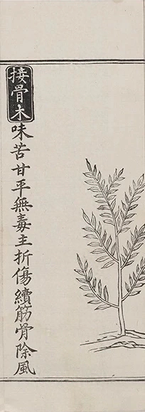 插图