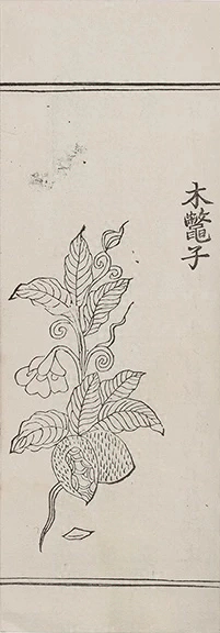 插图
