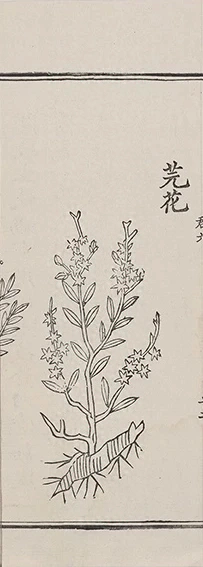 插图