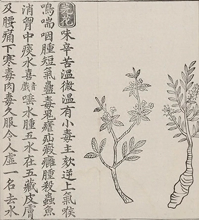 插图
