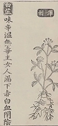 插图