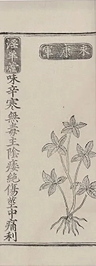 插图
