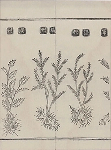 插图