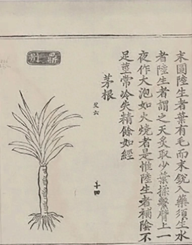 插图