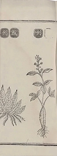 插图