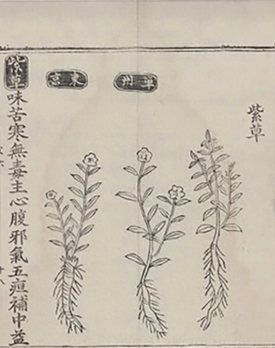 插图