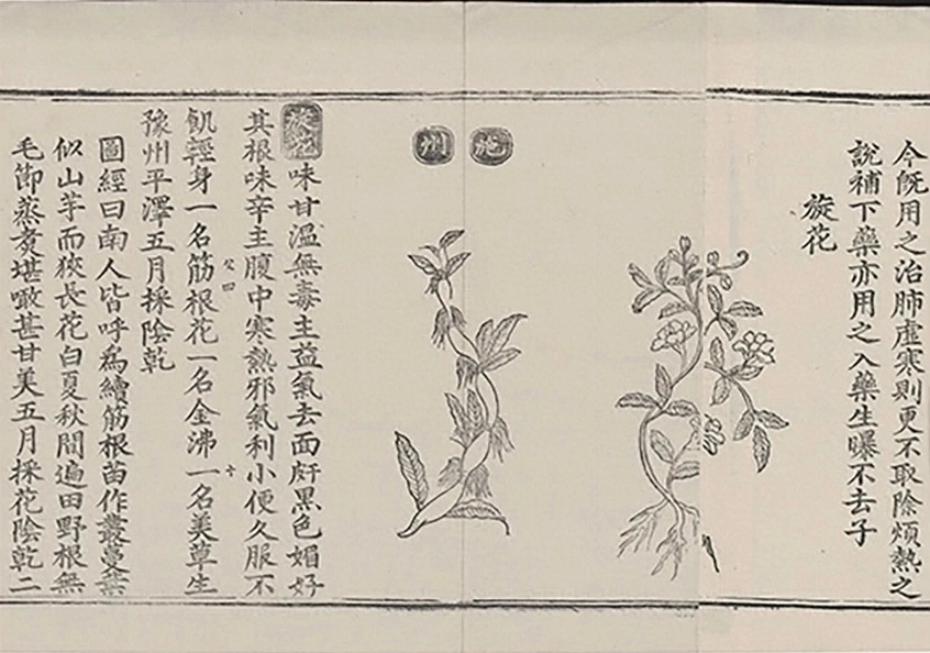 插图