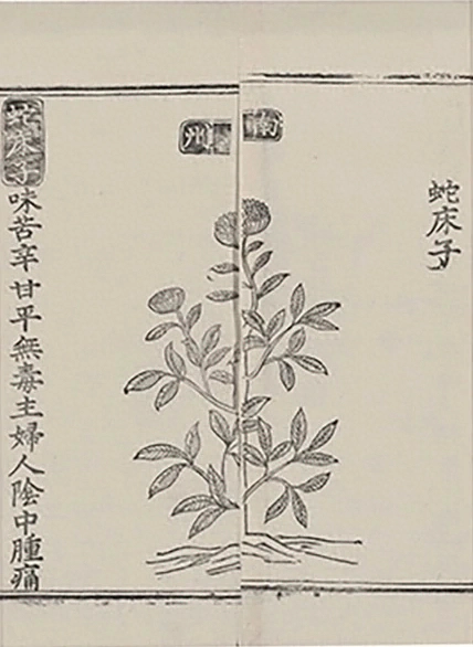插图