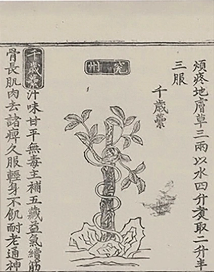 插图