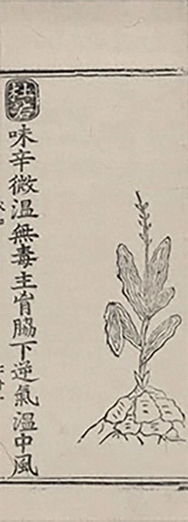 插图