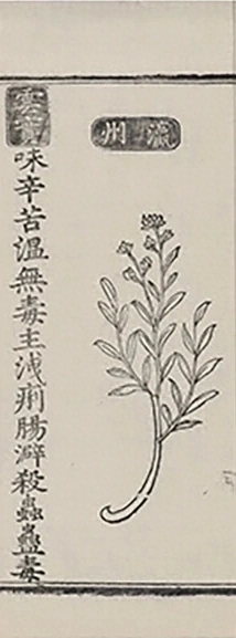 插图