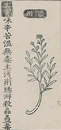 插图