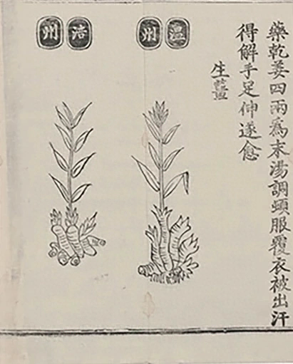 插图