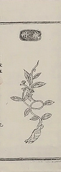 插图