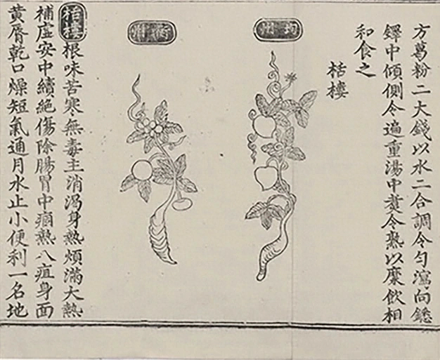 插图
