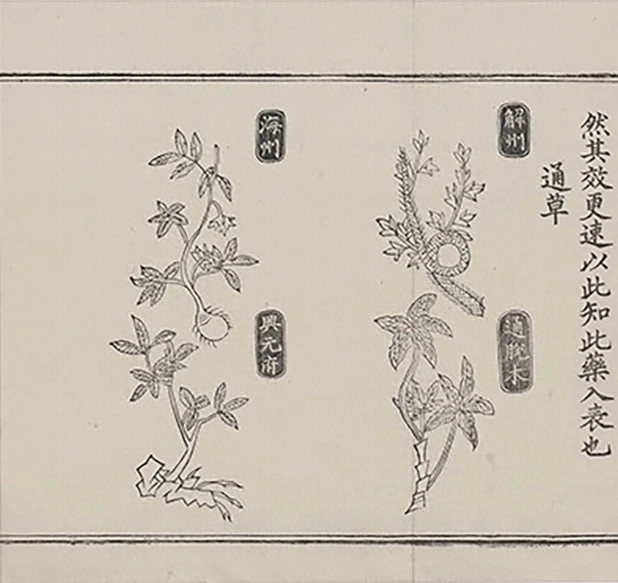 插图