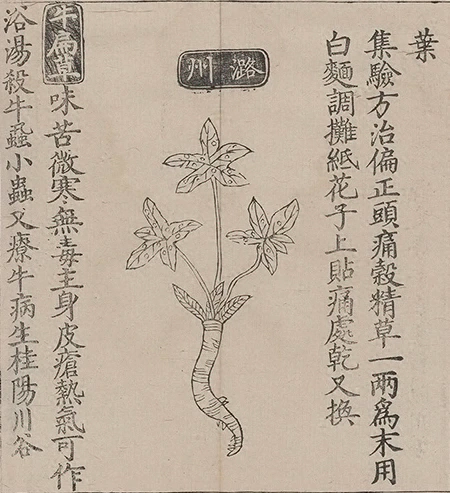 插图