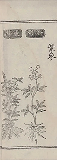 插图