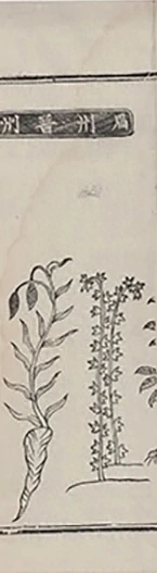 插图