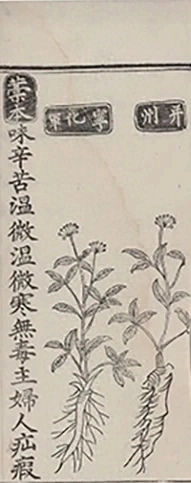 插图