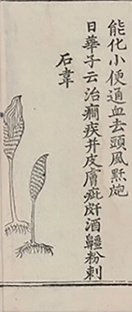 插图