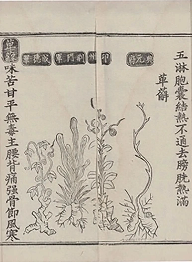 插图