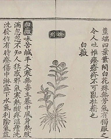 插图