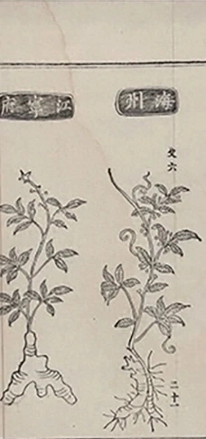 插图