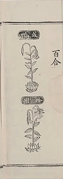 插图