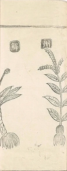 插图