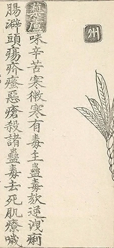插图