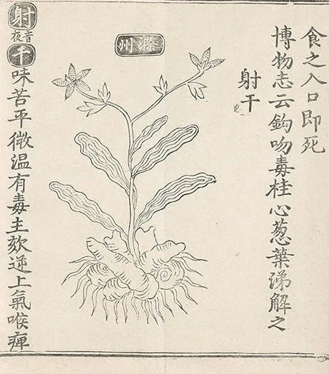 插图
