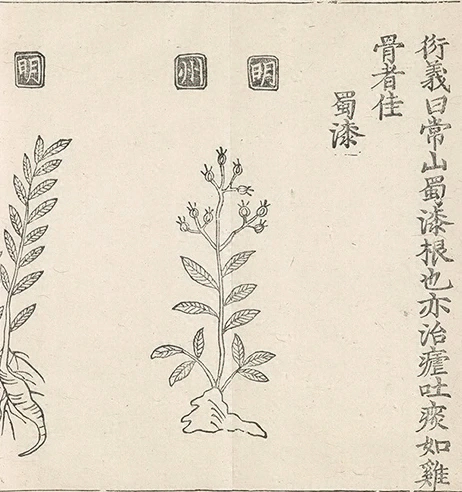 插图