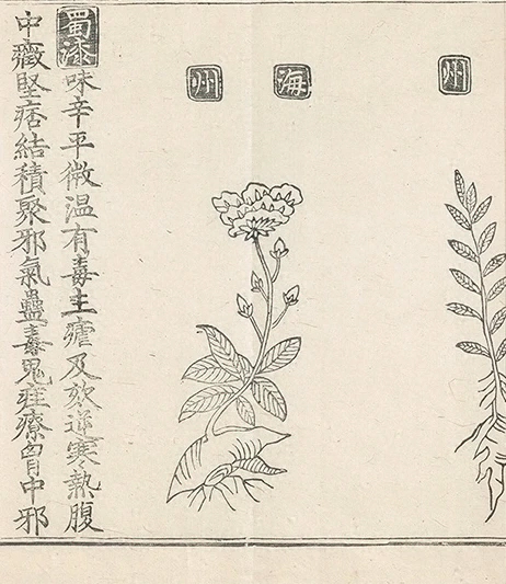 插图
