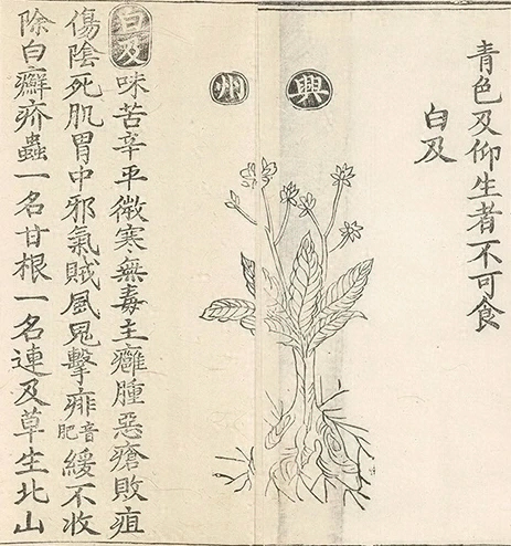 插图