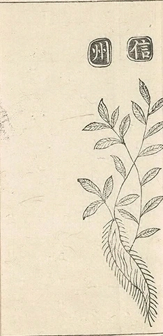 插图