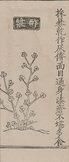 插图