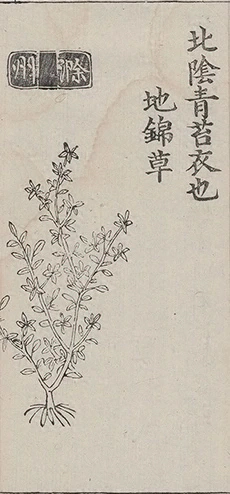 插图