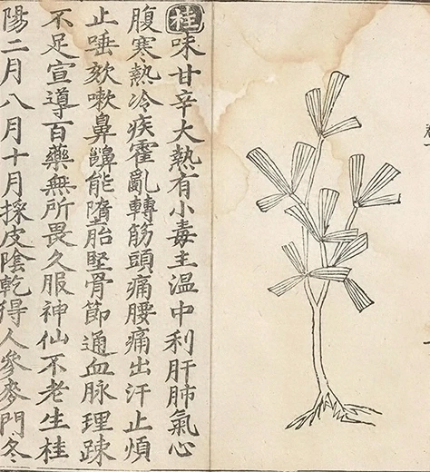 插图