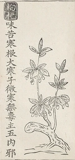 插图