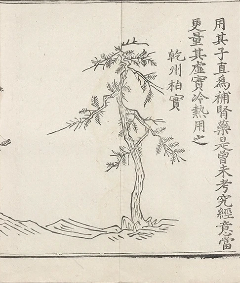 插图
