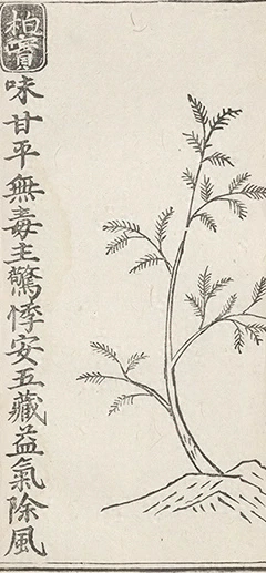 插图