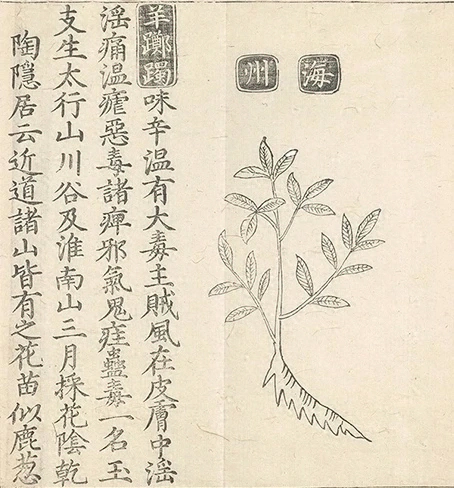 插图